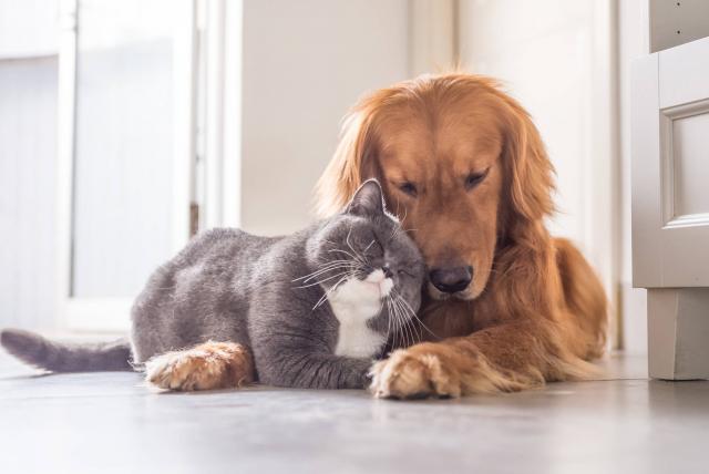 Peludos Extraviados