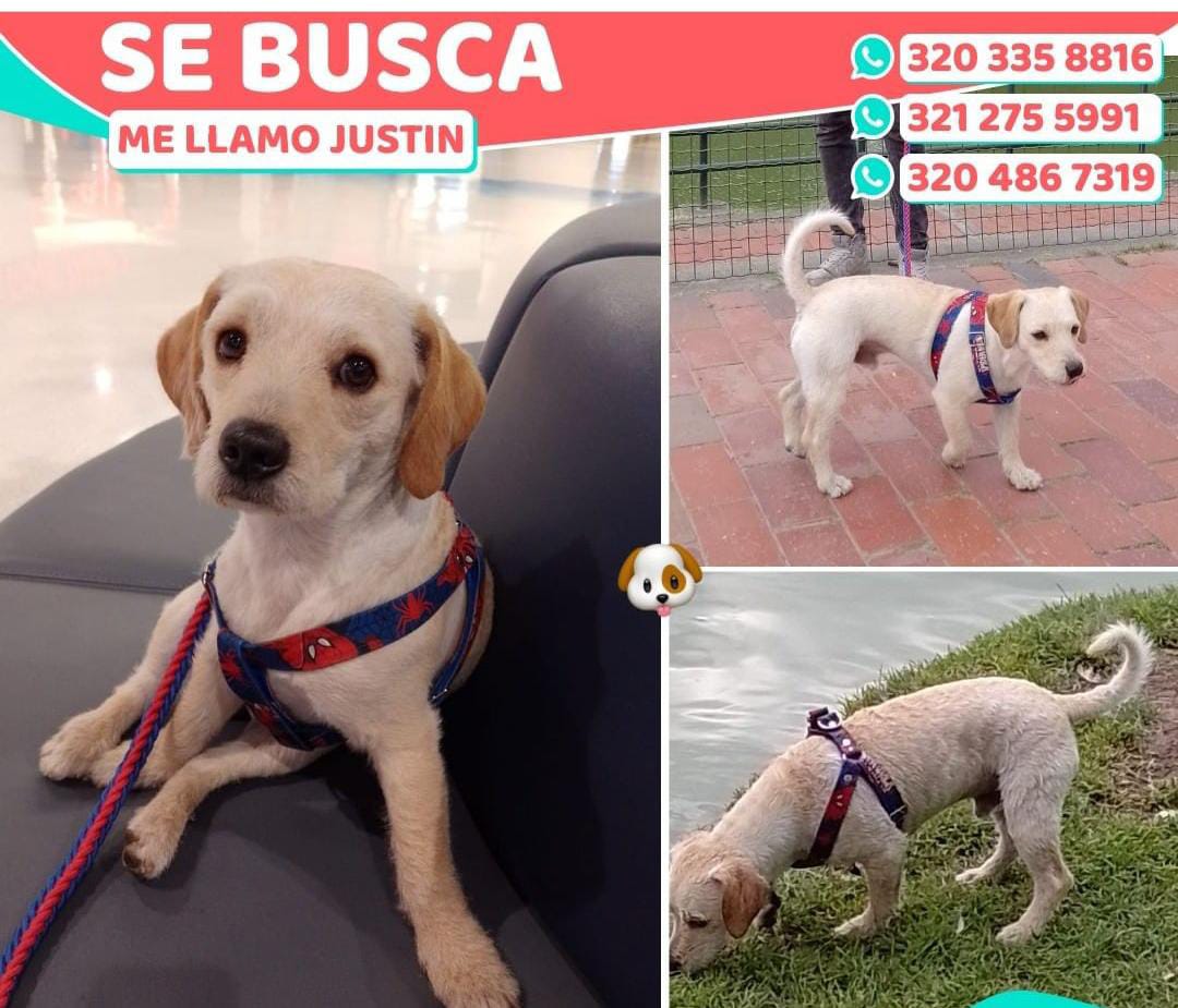 Peludos Extraviados