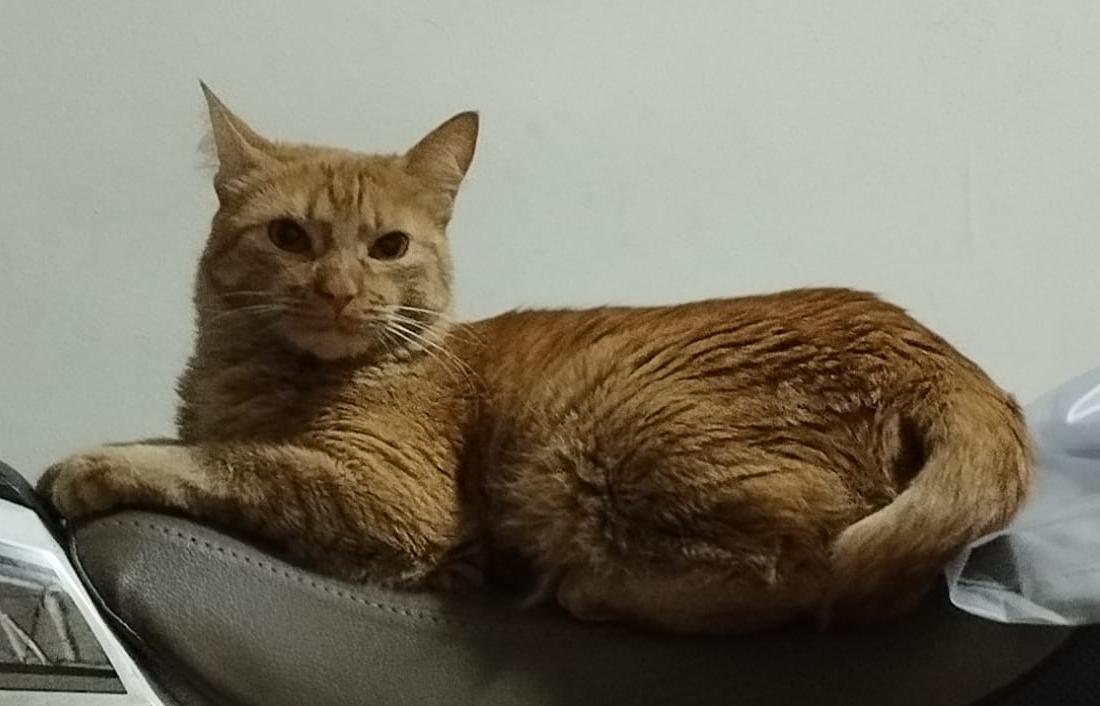 Peludos Extraviados