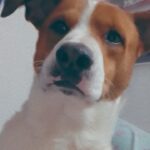 ANGUS