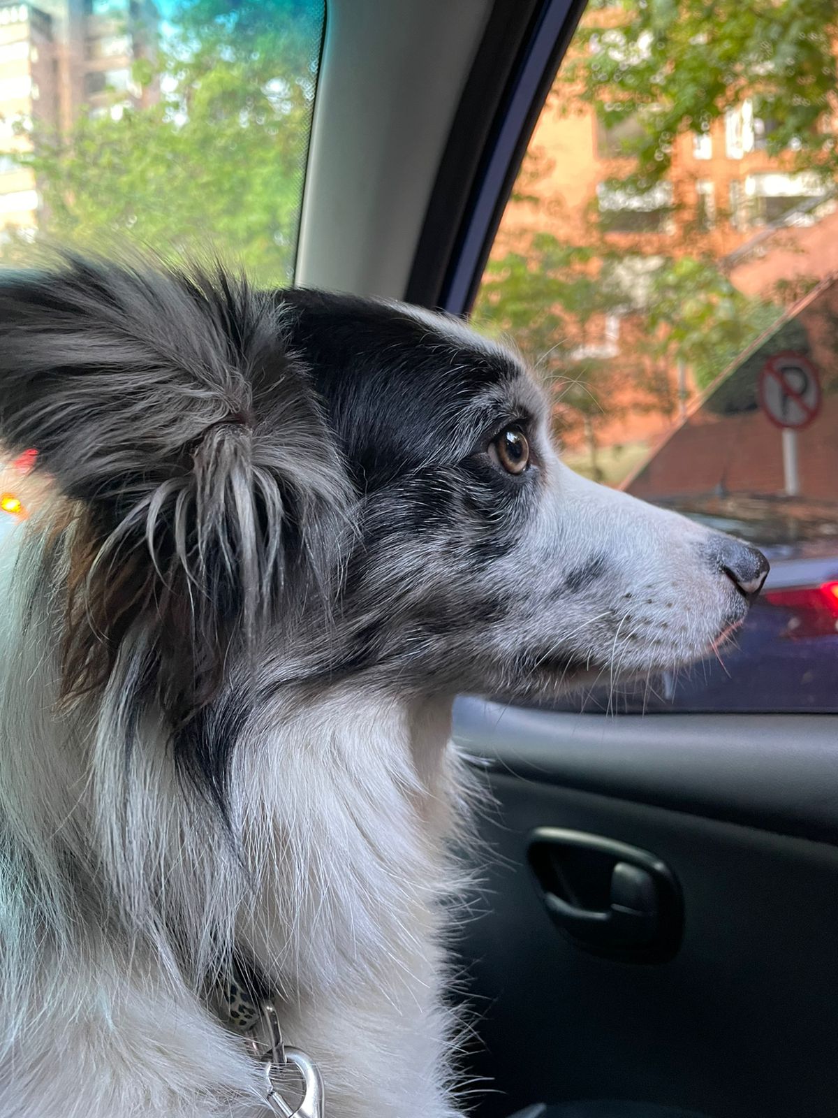 Peludos Extraviados