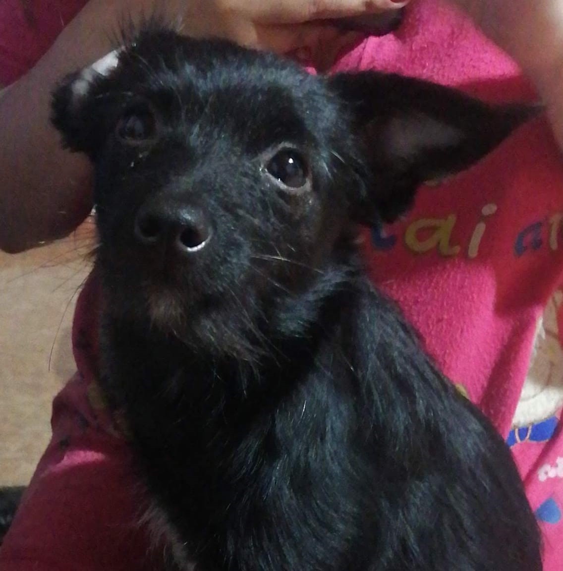 Peludos Extraviados