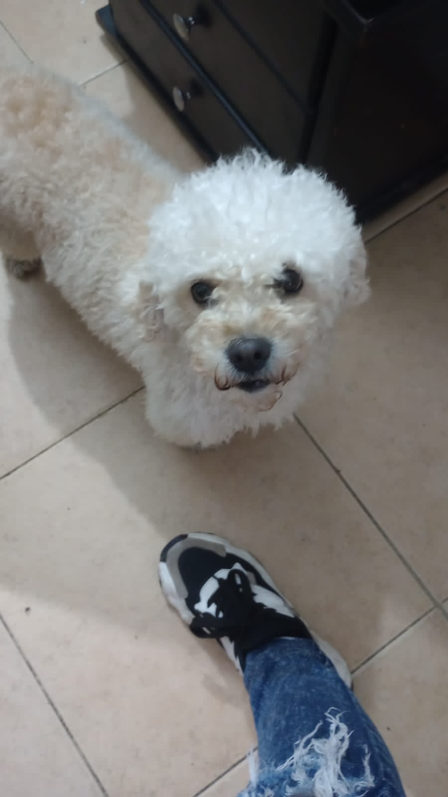 Peludos Extraviados