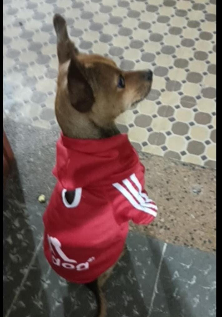 Peludos Extraviados