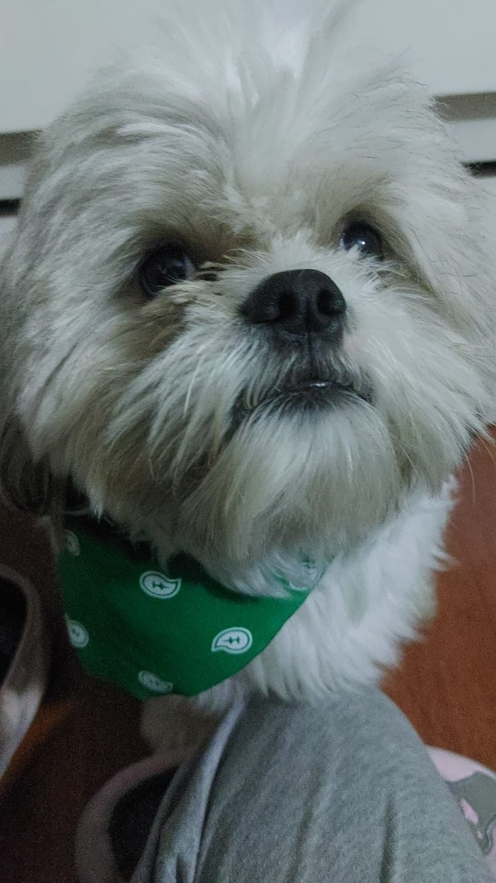 Peludos Extraviados
