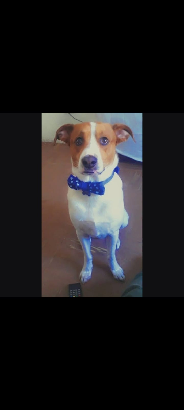 Peludos Extraviados