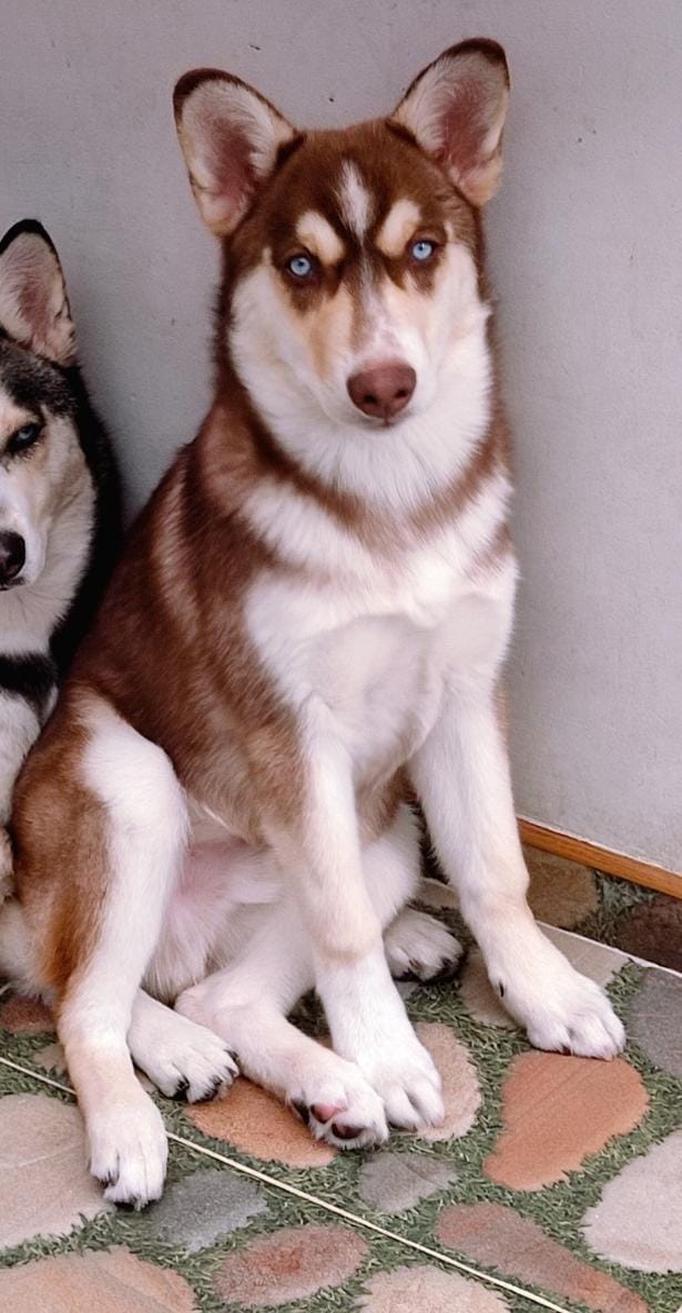 Peludos Extraviados