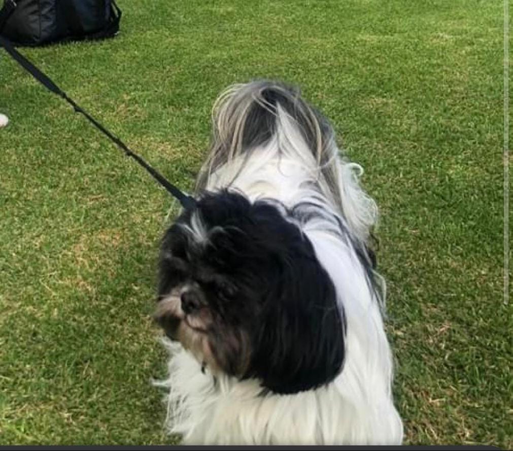 Peludos Extraviados