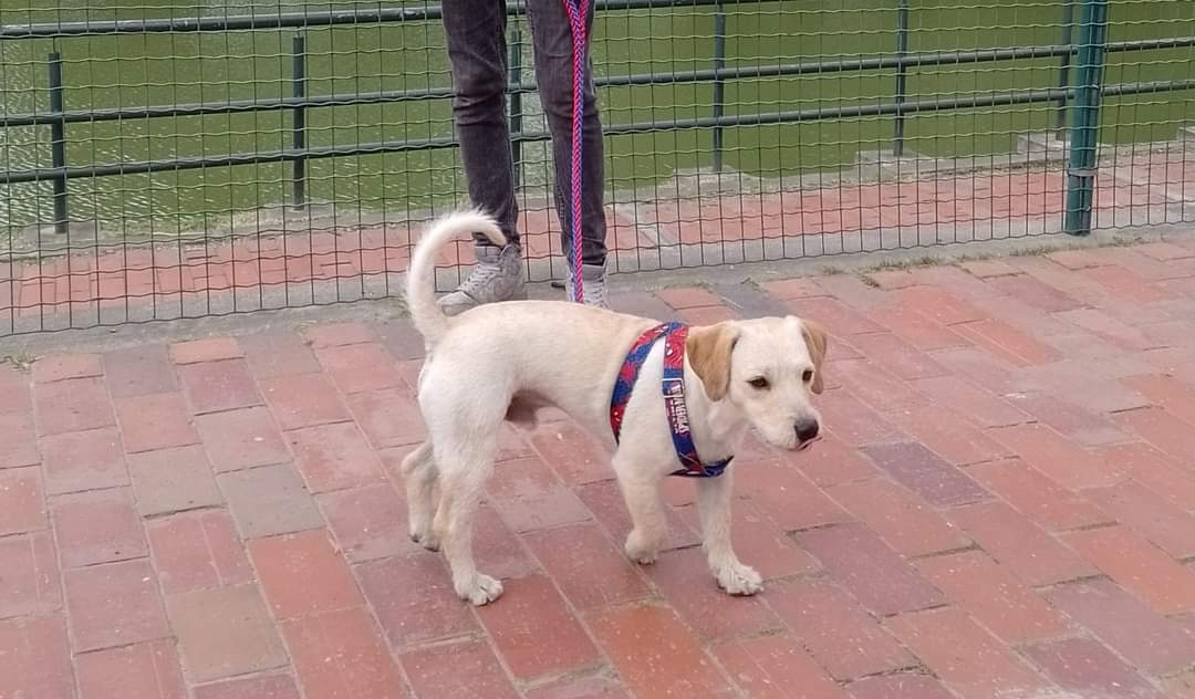 Peludos Extraviados