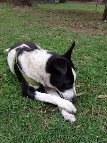 Peludos Extraviados