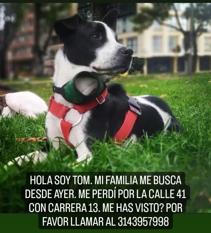 Tom