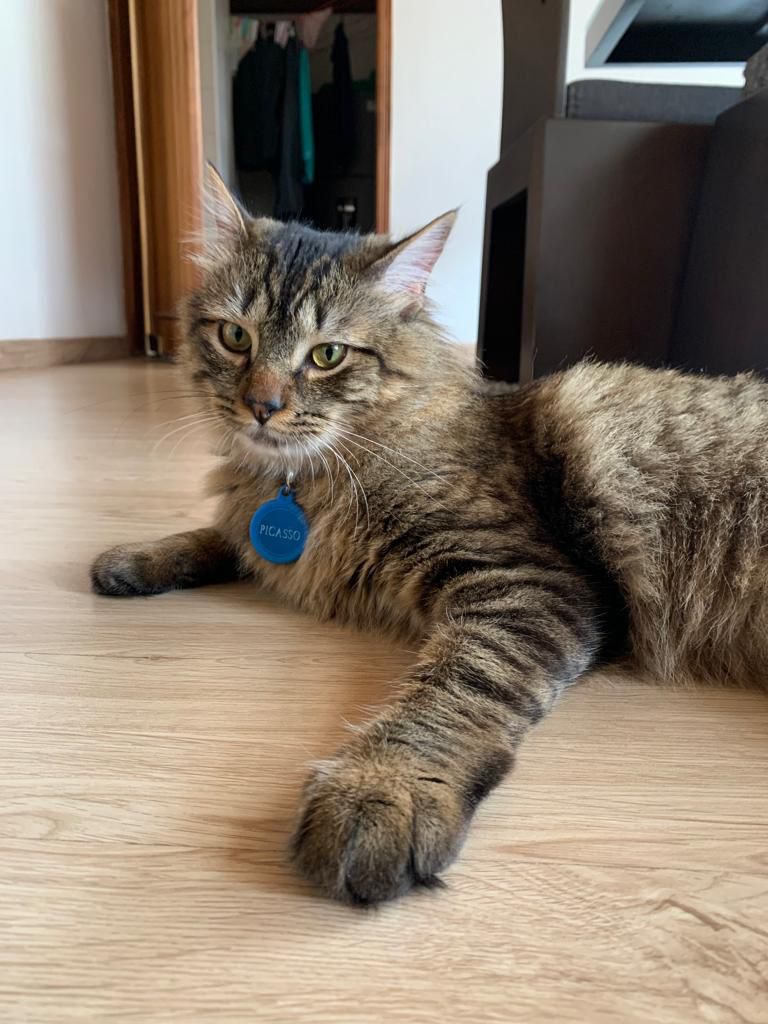Peludos Extraviados