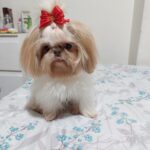 lissy