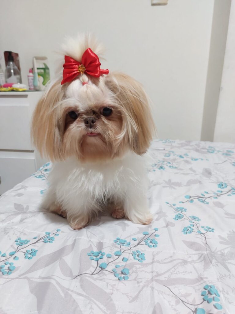 lissy