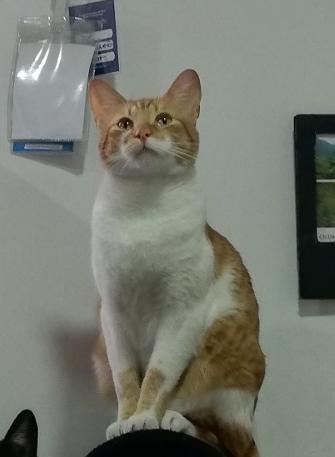 Minchu