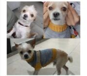 Peludos Extraviados