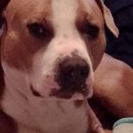 Tayson