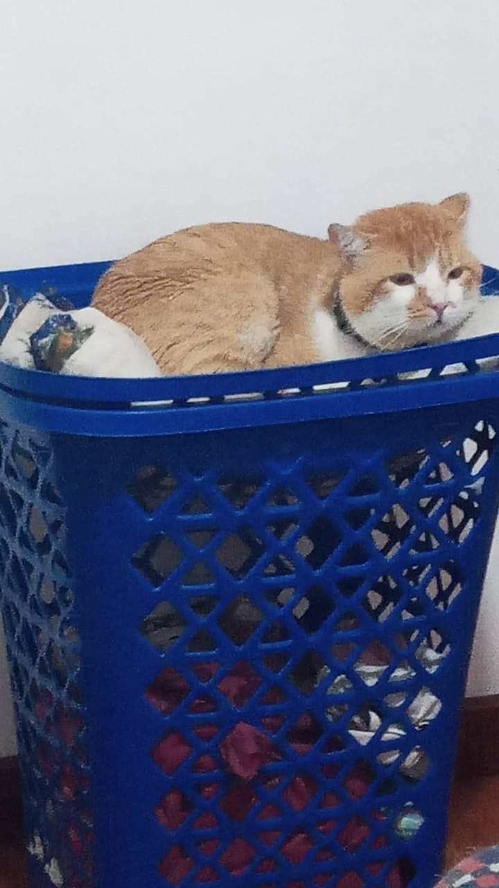 Peludos Extraviados