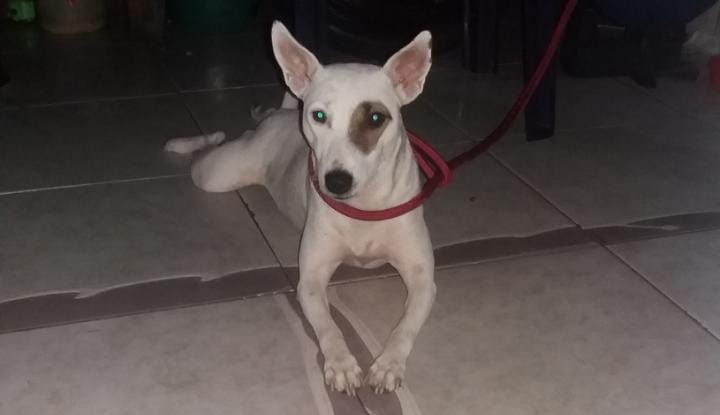 Peludos Extraviados
