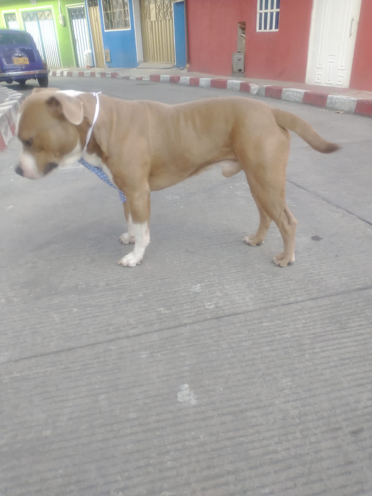 Peludos Extraviados