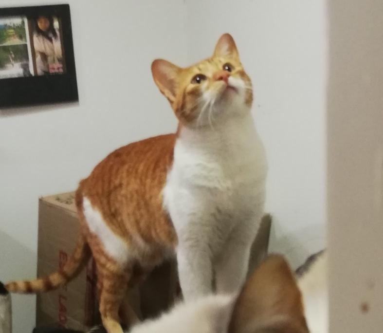 Minchu