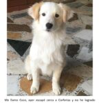 Coco