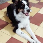 Benjí