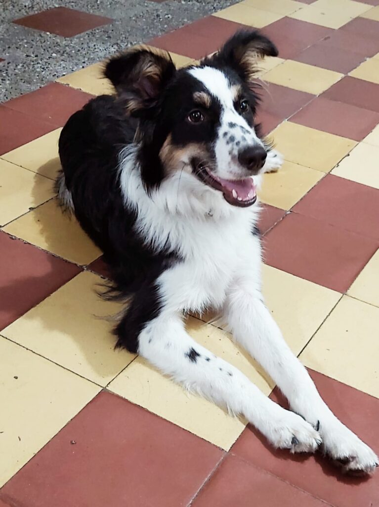 Benjí