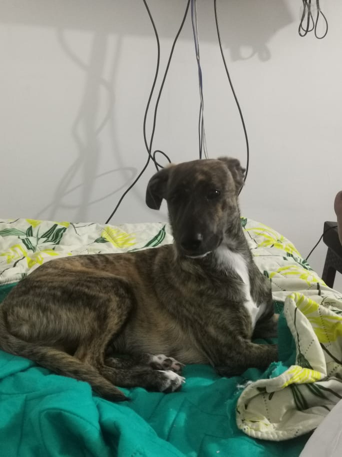 Peludos Extraviados