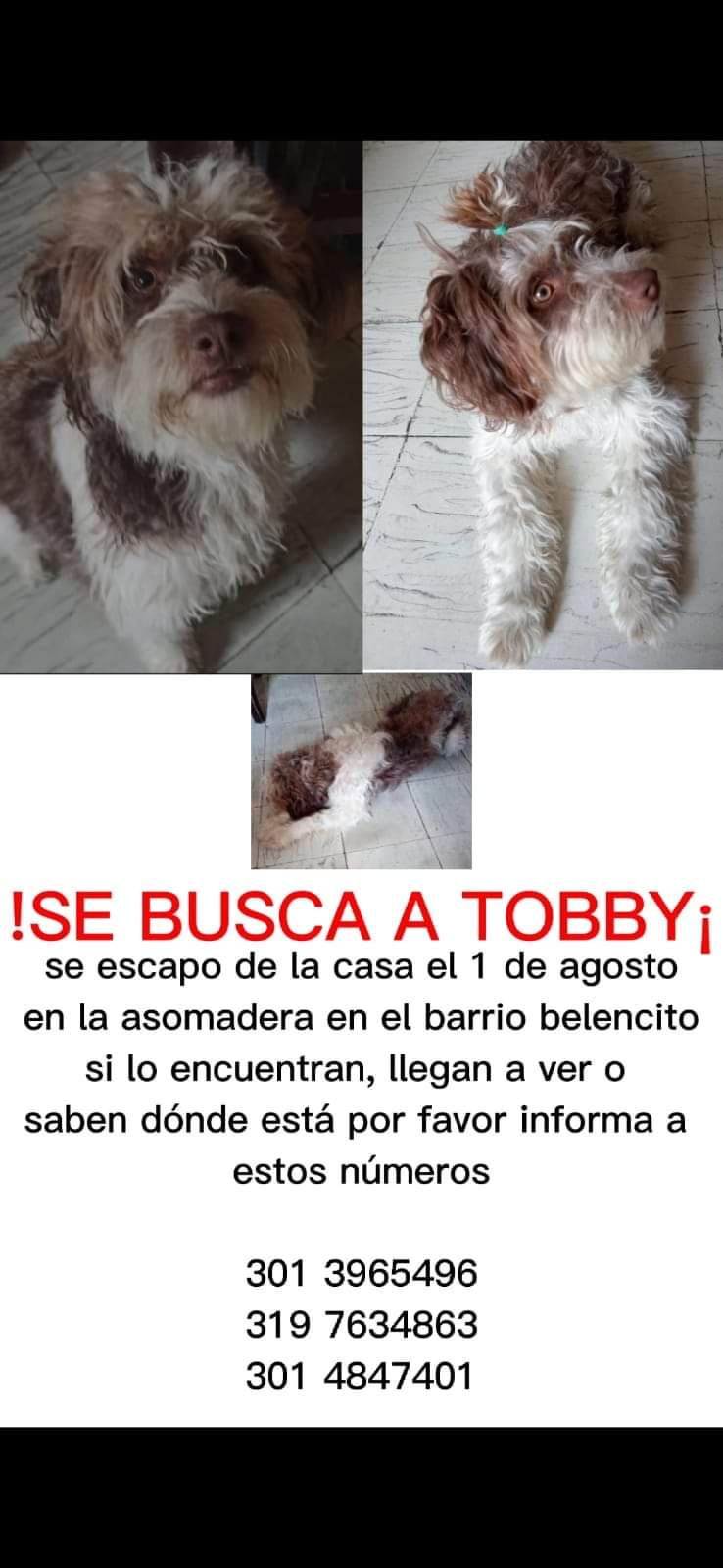 Peludos Extraviados
