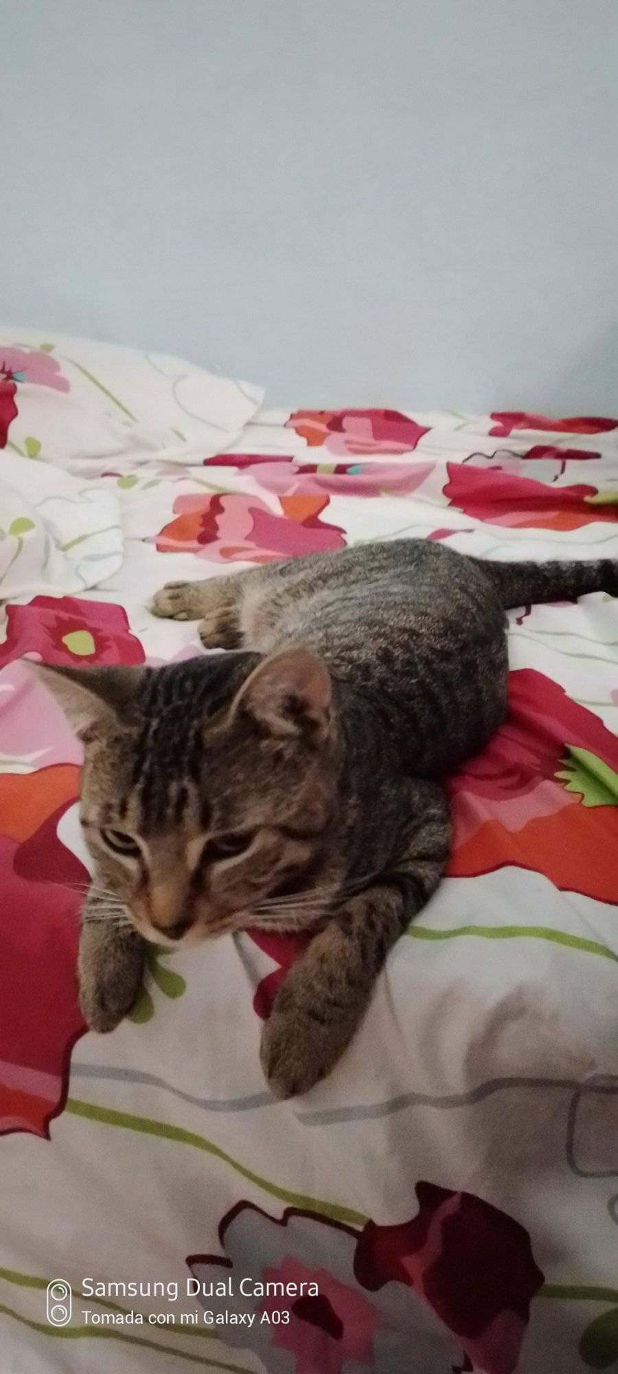 Peludos Extraviados