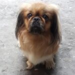Dulce