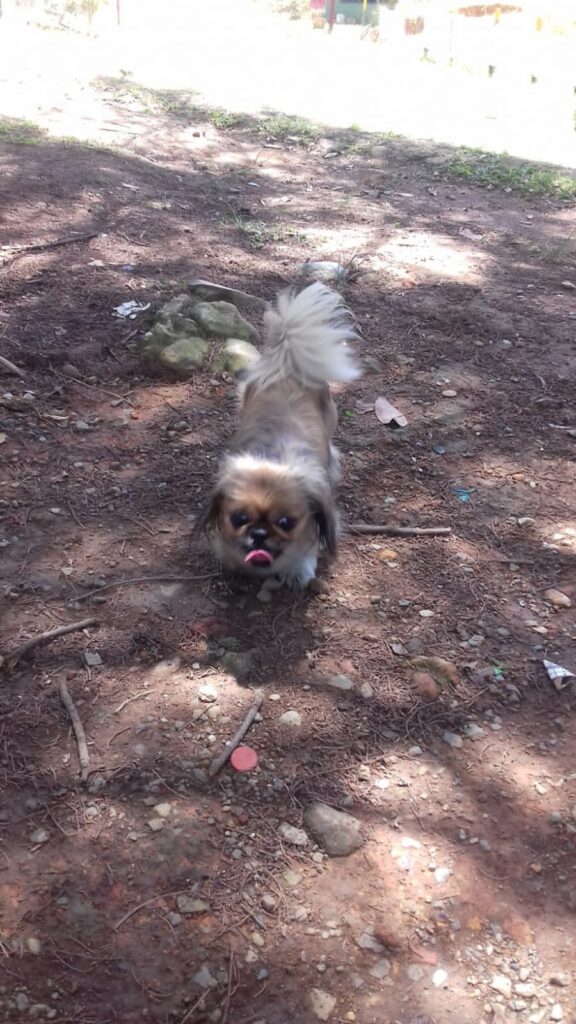 Dulce