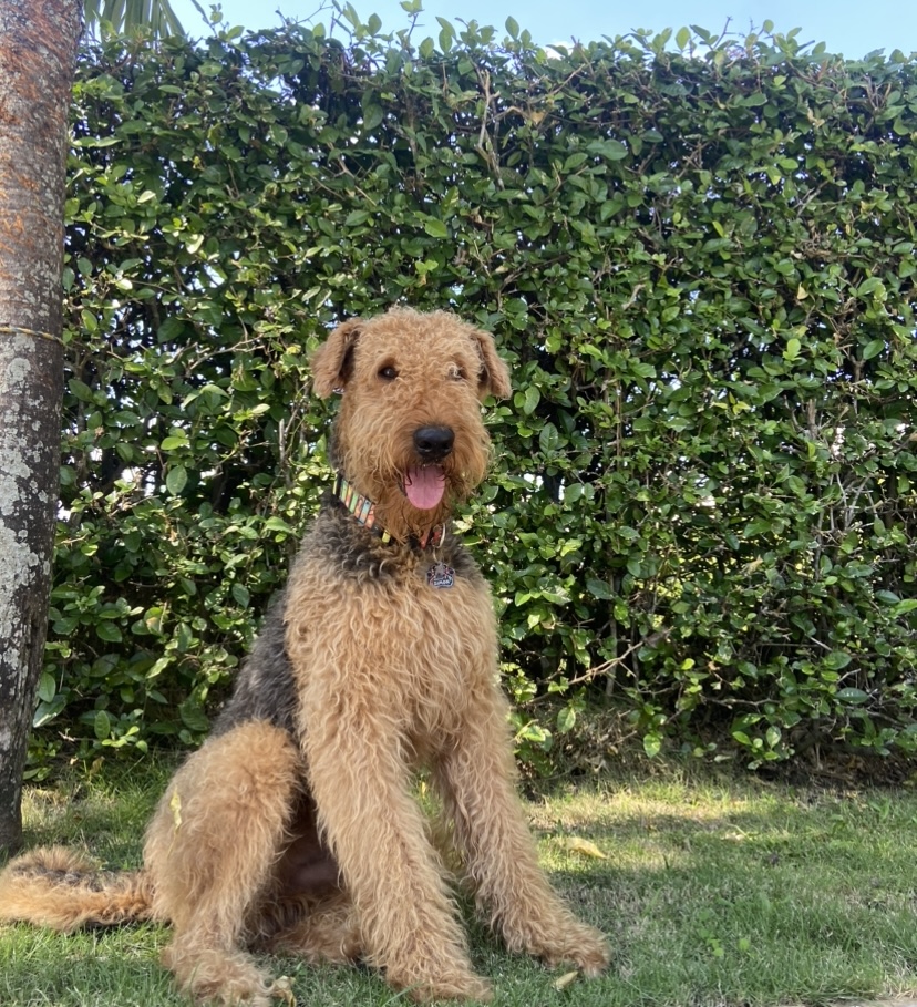 Simón