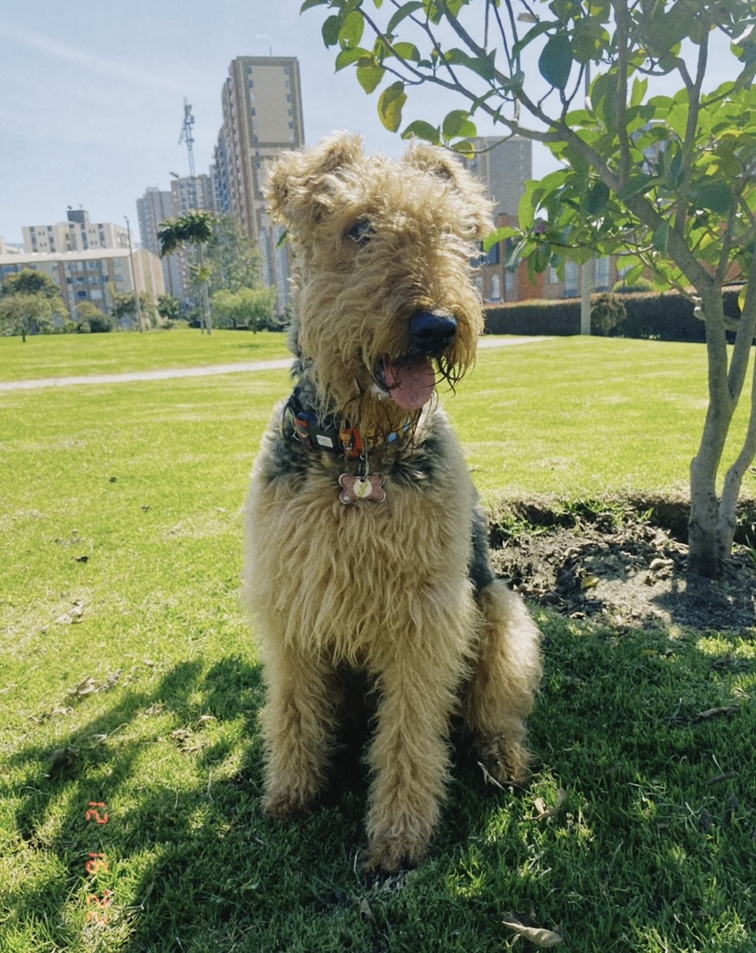 Peludos Extraviados