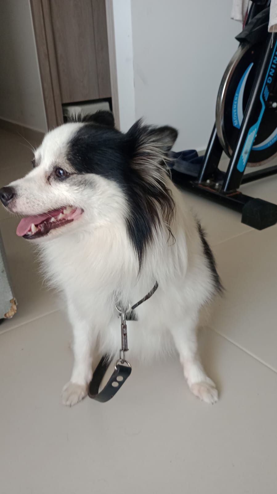 Peludos Extraviados