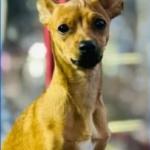 Apolo