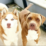 Martin y Dante