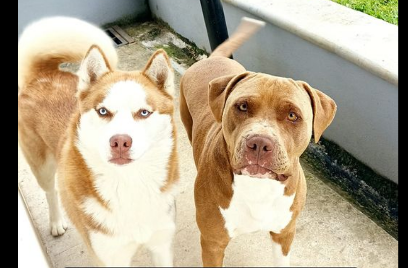 Martin y Dante