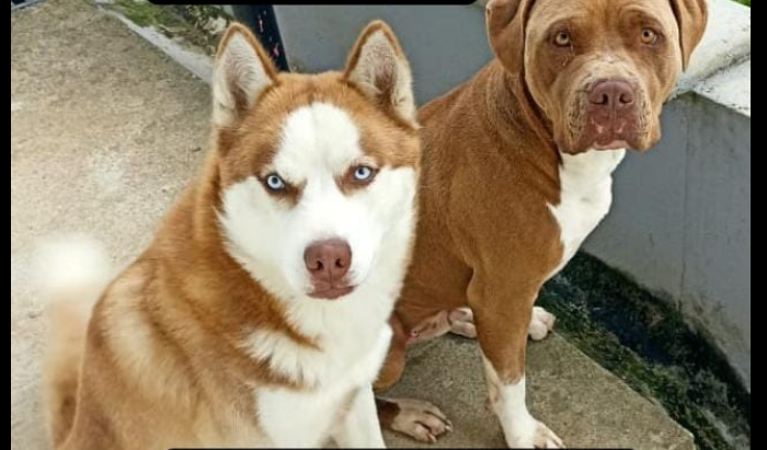Foto_Martin_y_Dante2_Extraviados
