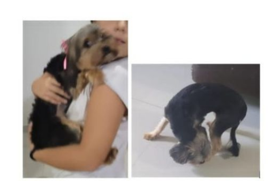 Foto_Fiona_Extraviados
