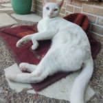 Fresa