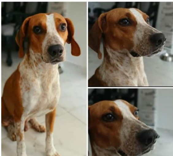 Foto_Lucky_Extraviados