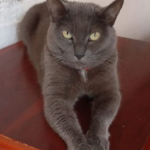 Peluza