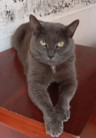 Foto_Peluza_extraviados