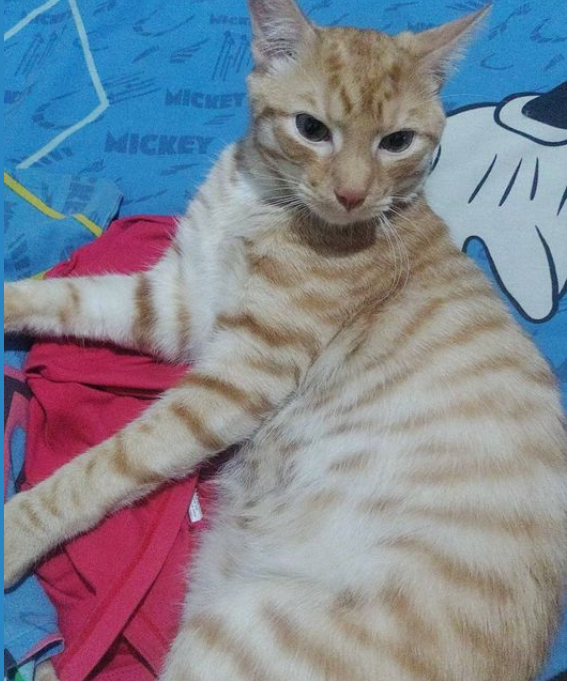 Foto_can_extraviado