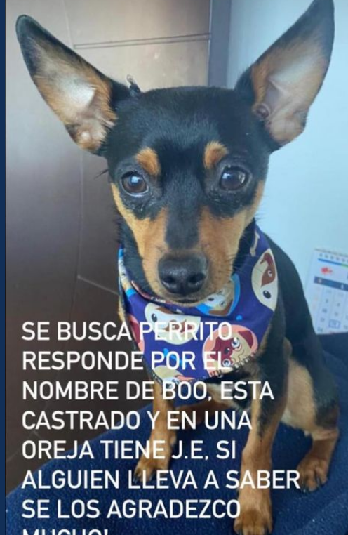 Foto_Boo_Extraviados
