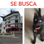 Chimuelo
