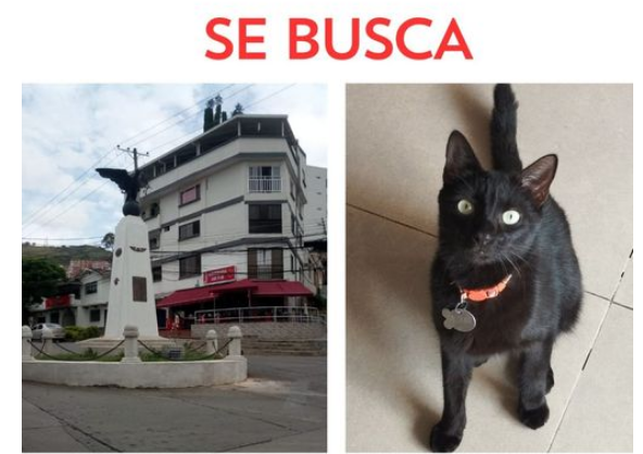 Foto_Chimuelo_Extraviado