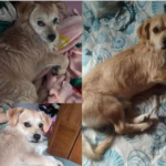 Mateo